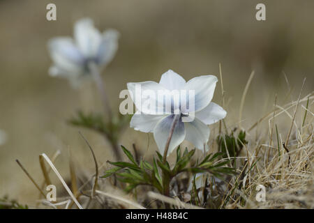 Pasqueflower Pulsatilla alpina Alpine, alpine, anemone, blossom, Banque D'Images