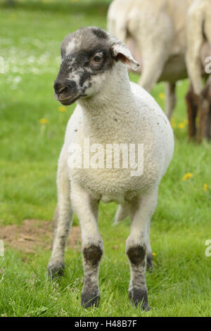 Les moutons domestiques, Ovis orientalis bélier, jeune animal, debout, pré, Banque D'Images