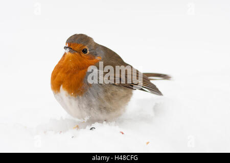 Robin dans la neige avec des plumes jusqu'fluffed Banque D'Images