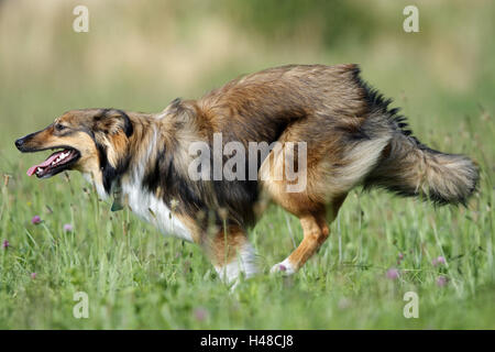 L'hybride de chien, Collie, meadow, exécuter, Banque D'Images