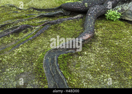 Racine d'arbre, racine, tronc, l'écorce des arbres, de la mousse, vert, Banque D'Images