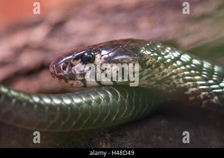 King Cobra, portrait, side view, Banque D'Images