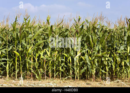 Champ de maïs, Zea mays, l'agriculture, domaine de l'économie, l'économie, champ, la culture, la culture du maïs, les plantes, les plantes utiles, des plantes cultivées, les plants de maïs, les cultures fourragères, la marge sur le terrain, le ciel, Banque D'Images