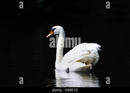 Hump, Swan Cygnus olor, nager, vue latérale, Banque D'Images