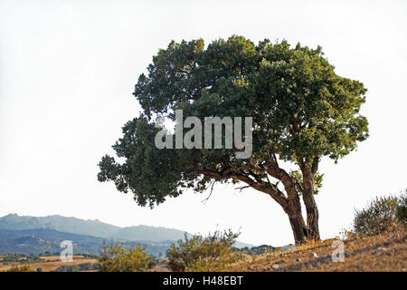 Italie, Sardaigne, Luras, le chêne-liège, Quercus suber, Europe, la destination, l'île, paysage, nature, végétation, arbustes, arbres, arbres à larges feuilles, Evergreen, le chêne, l'extérieur, déserte, Banque D'Images