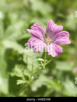 Fleurs de mauve, medium close-up, jardin, nature, plantes, plantes médicinales, plantes ornementales, fleurs, fleur, rose, rose, mauve, de jardins du cottage, été, fleur, fleurs, plantes de médicament la médecine des plantes, cheval, peuplier Banque D'Images