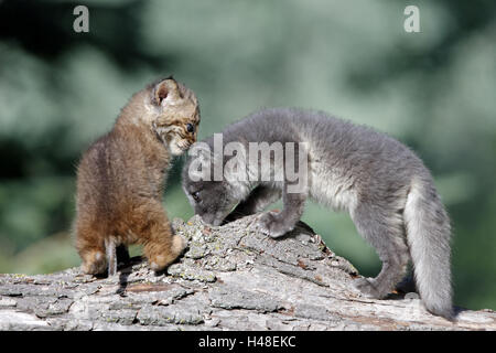 Red lynx, Lynx rufus, glaces fox, Alopex lagopus, les jeunes animaux, tronc, Banque D'Images