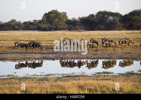 L'Afrique, Zimbabwe, région du nord du département, le parc national de Hwange, gnu, Banque D'Images