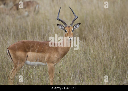 L'antilope, talon noir Banque D'Images