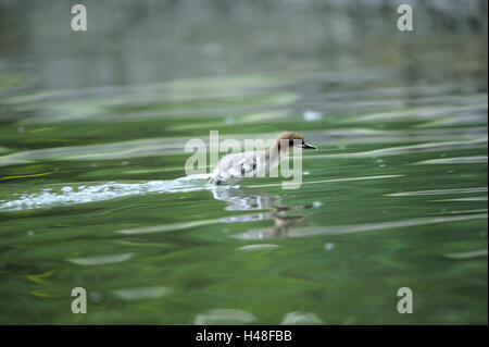 Harle bièvre, Mergus merganser, poussins, Banque D'Images