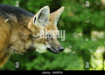 Le loup à crinière, Chrysocyon brachyurus, portrait, side view, Banque D'Images