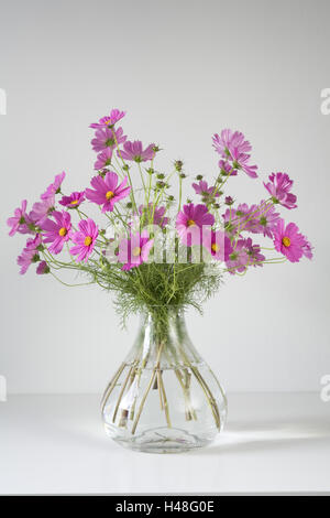 Bouquet, cosmos en vase en verre, Banque D'Images