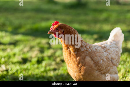 Poules, Lincolnshire, Angleterre Banque D'Images