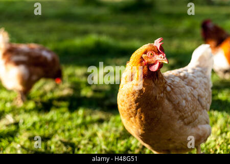 Poules, Lincolnshire, Angleterre Banque D'Images
