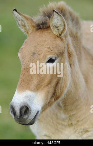 Cheval de Przewalski, Equus ferus przewalskii, portrait, looking at camera, Banque D'Images
