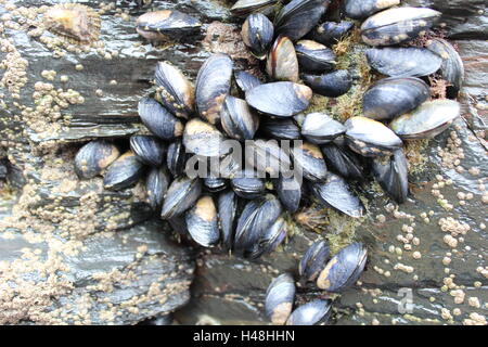 Moules dans une piscine dans les rochers. Banque D'Images