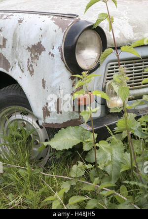 Carcasse de voiture est envahie par la nature, détail, Banque D'Images