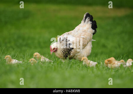 Poulet, Gallus gallus domesticus, gloussant poule, Poussin, prairie, vue latérale, Banque D'Images