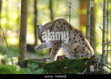 Le lynx d'Eurasie, Lynx lynx, rock, vue de côté, assis, Banque D'Images