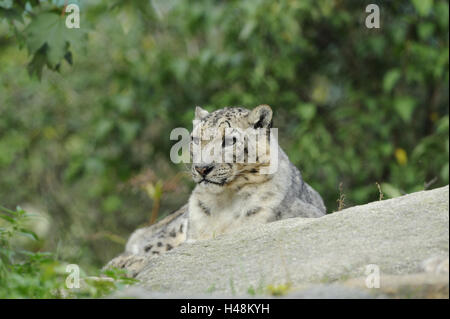 Snow Leopard, le mensonge, rock, Banque D'Images