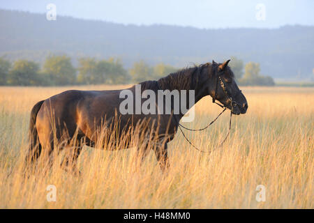 Arabian Haflinger, cheval noir, meadow, debout, en vue latérale, paysage, Banque D'Images