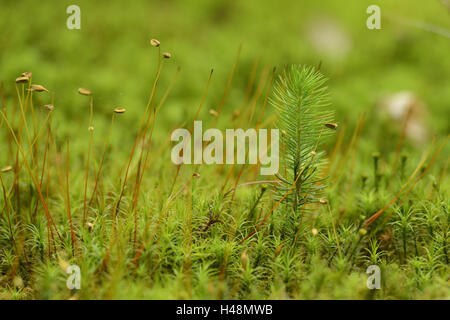 Jeunes épinettes, Picea abies, golden women's hair mousse, Polytrichum commune, sol forestier, Banque D'Images