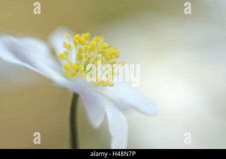 Bois d'anémones, anemone nemorosa, medium close-up, Banque D'Images