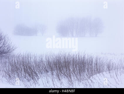 Belgique, Hautes Fagnes, Hautes Fagnes, Parc Naturel Hautes-fagnes - Eifel, hiver, Banque D'Images