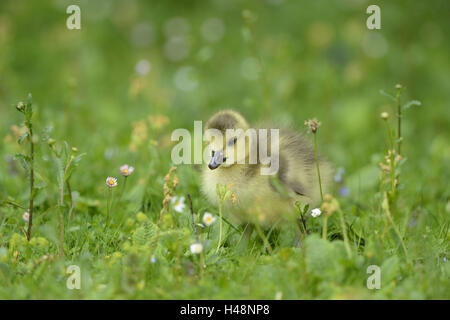 La bernache du Canada, Branta canadensis, Poussin, prairie, vue de face, debout, looking at camera, Banque D'Images