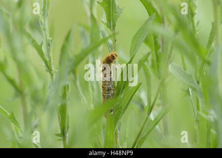 Caterpillar, petite écaille, Aglais urticae, Nymphalis urticae, vue latérale, Banque D'Images