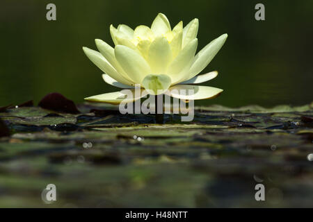 Water Lily, Nymphaea spec Banque D'Images