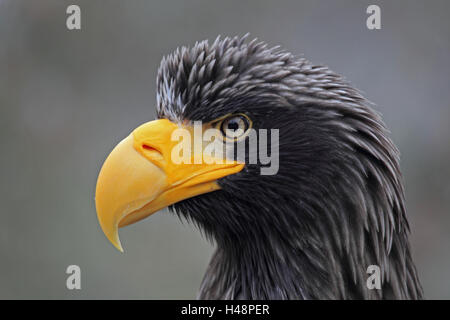 Lac gigantesque aigle, tête, Banque D'Images