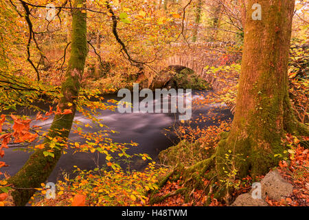 Couleurs d'automne près de Clappersgate Pont sur la rivière Brathay, Lake District, Cumbria, Angleterre. L'automne (octobre) 2014. Banque D'Images