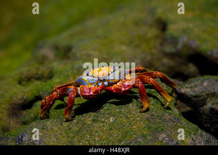 Falaise rouge, crabe Grapsus grapsus, l'Équateur, les îles Galápagos, l'Amérique du Sud, Galapagos, island, coast, rock, animal, crabe, monde animal, falaise, crabe, de front, de couleurs vives, Zayapa moyen, close-up, les arthropodes, crustacés, les crustacés, Banque D'Images