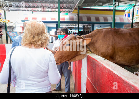 Vache sacrée au Temple de Kapaleeshwara se penche au-dessus de la barrière pour atteindre une dame blonde de Mylapore, Chennai, Tamil Nadu, Inde Banque D'Images