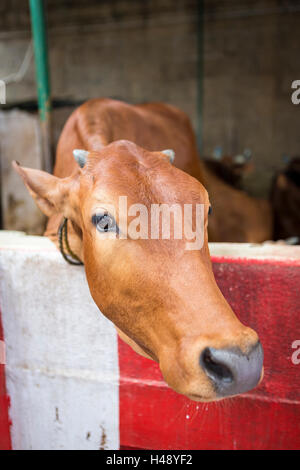 Vache sacrée au Temple de Kapaleeshwara, Mylapore, Chennai, Tamil Nadu, Inde Banque D'Images