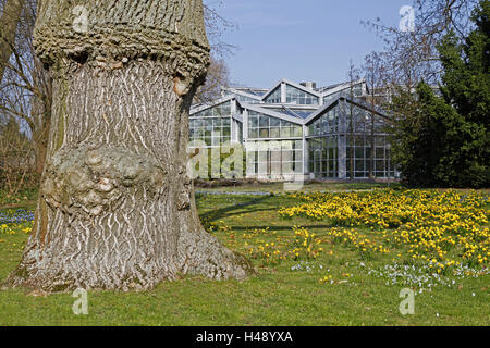 Jardin, Coffre, serres, cendres, Fraxinus, le frêne blanc, le frêne blanc, huile d'olive Plantes, oléacées, narcisses, fleurs, fleurs, fleurs de printemps, printemps, printemps, saison, bâtiment, fleurs de printemps, souche, arbre, Banque D'Images