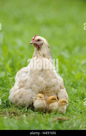 Poulet, Gallus gallus domesticus, gloussant poule, Poussin, prairie, vue avant, Banque D'Images