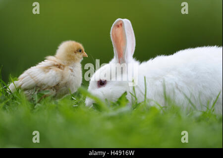 Le lapin de garenne, Oryctolagus cuniculus forma domestica, volailles, poussins Gallus gallus domesticus, Banque D'Images