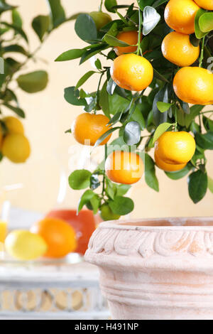 Orange Tree en pot, Citrus mitis calamondin, Banque D'Images