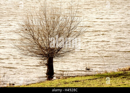 Willow Tree sur la rive Banque D'Images