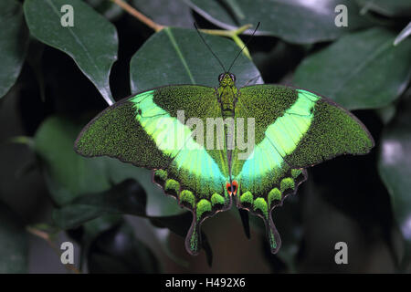 Papillon, l'aronde, vert d'en haut, format Paysage, animal, insecte, forêt tropicale, les Philippines, l'aronde, medium close-up, vert, aile, propagation, Banque D'Images