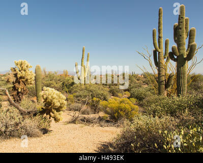 Saguaro Cactus à Scottsdale, Arizona Desert Banque D'Images