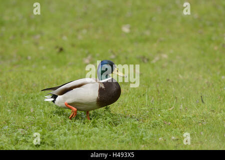 Canard colvert, Anas platyrhynchos, Drake, prairie, vue de côté, la course, Banque D'Images