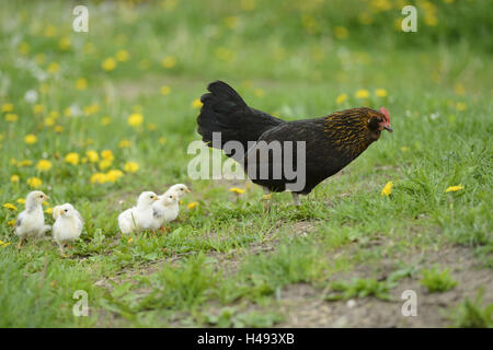 Poulet, Gallus gallus domesticus, poussins, poule gloussant, prairie, vue de côté, la course, Banque D'Images