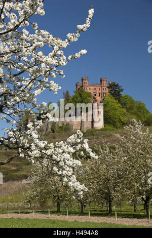 Allemagne, Forêt Noire, l'Ortenau, château Ortenberg, soleil, Banque D'Images