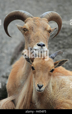 Mouflon à manchettes, Banque D'Images