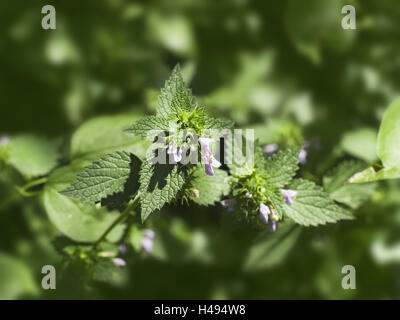 , Lamier Lamium spec., floraison moyenne, close-up, Banque D'Images