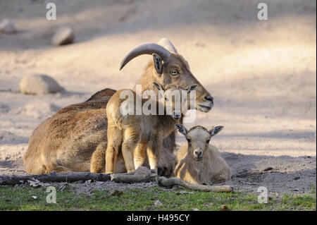 Mouflon, enfants, famille, Banque D'Images