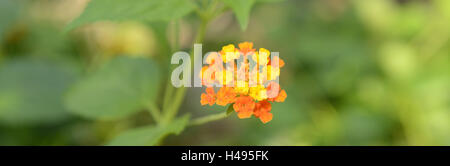 Wild-sage, Lantana camara, Kamara Adans, Riedelia, Cham Banque D'Images